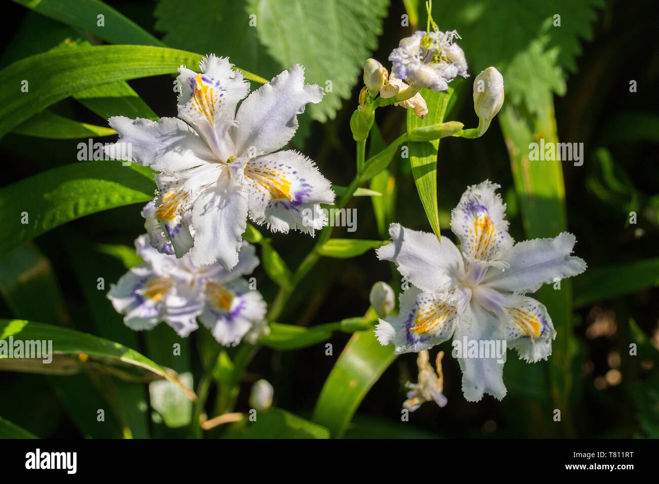 Iris Japonica flowers growing in north east Italy. Also known as Fringed Iris, Shaga or Butterfly Flower Stock Photo