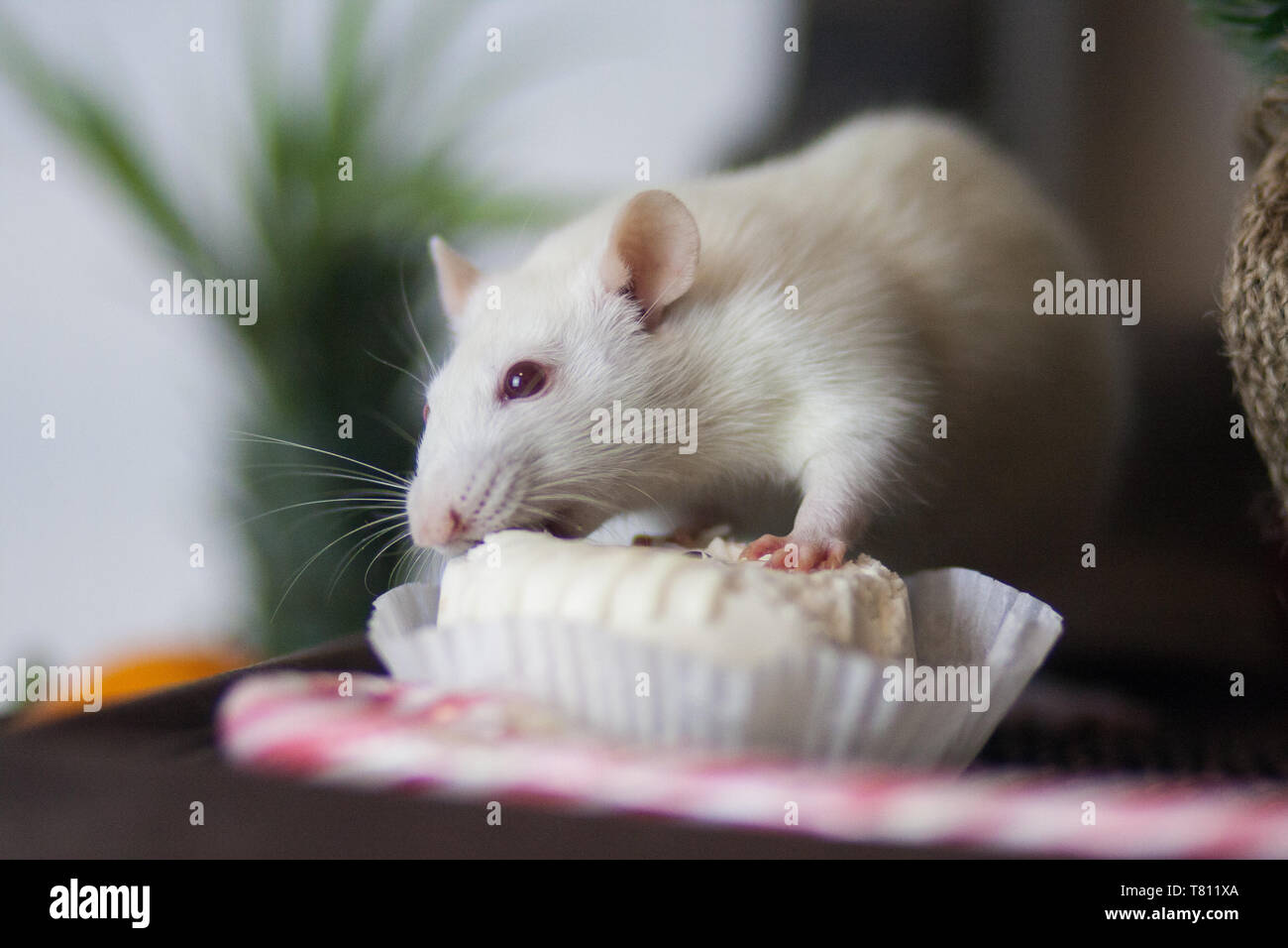 white mice food