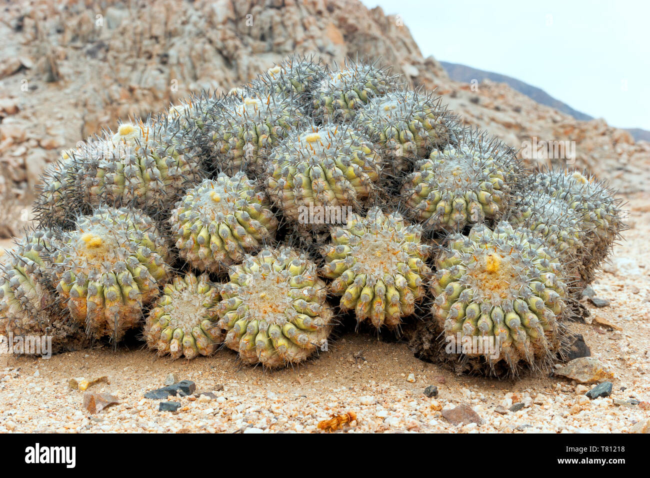 Closeup of clumps of Copiapoa dealbata cactus in Atacama desert, Chile . Stock Photo