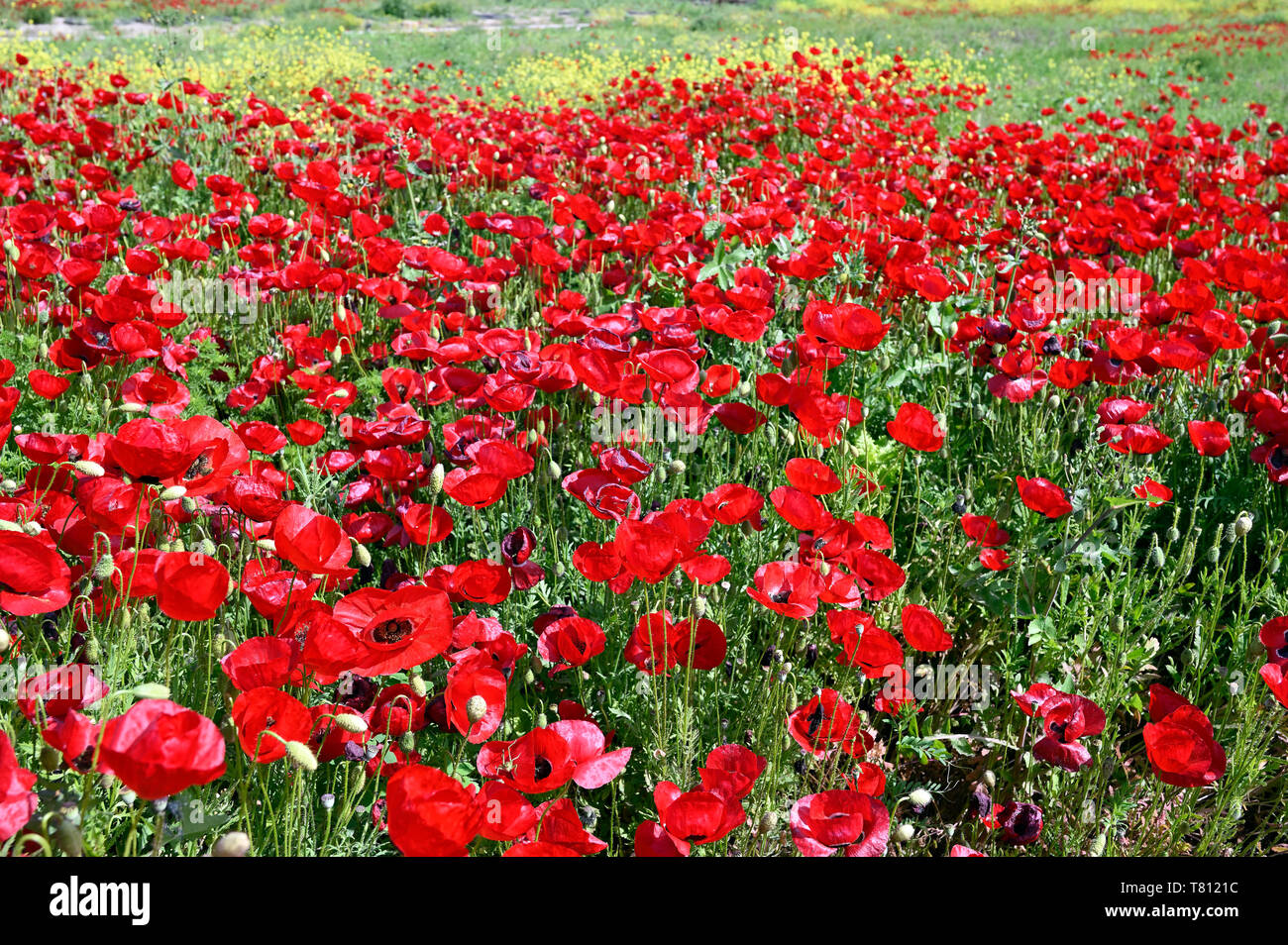Poppy buds and flowers hi-res stock photography and images - Alamy