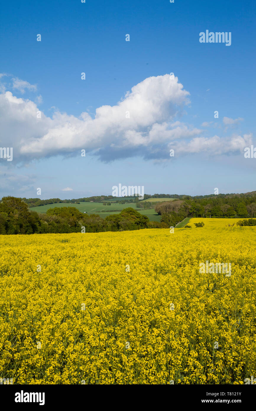 Colourful yellow oil seed rape fields with Cumulus clouds and blue sky near Wallingford, Oxfordshire. Stock Photo