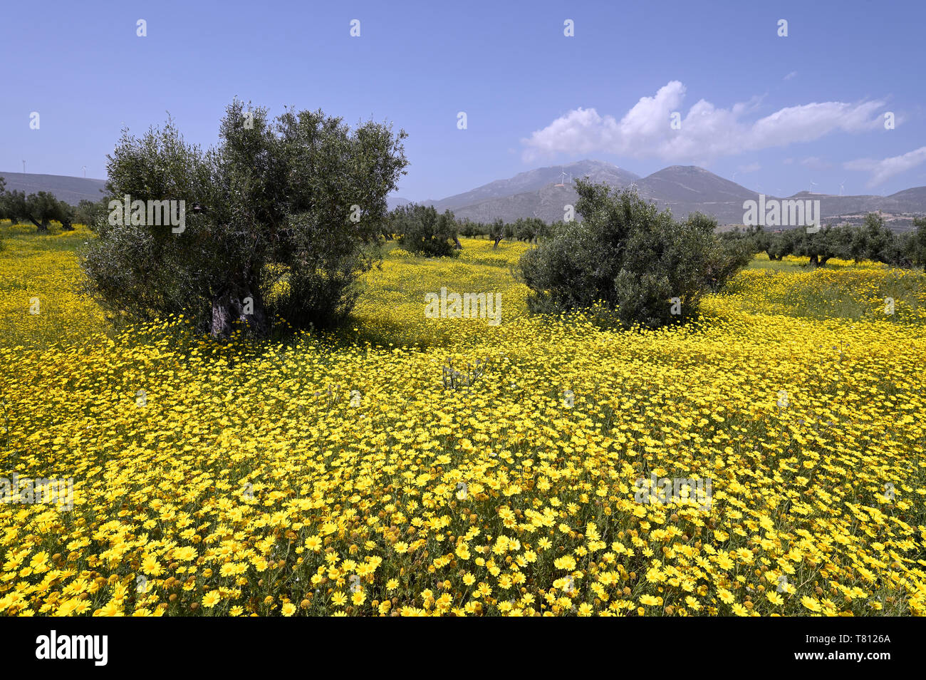 Crown daisies and olive trees Stock Photo