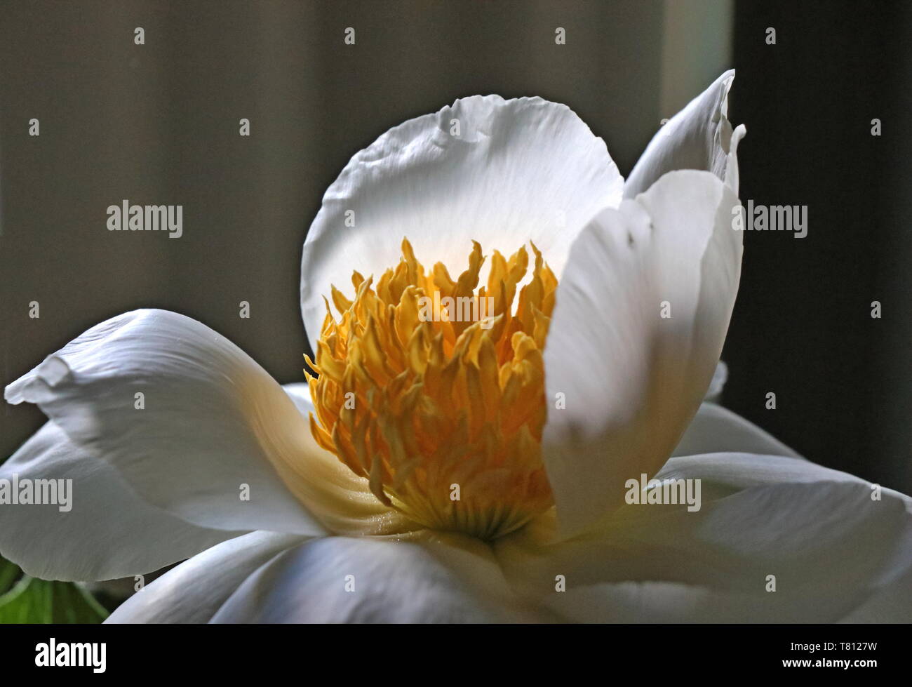 Peony bloom, (paeonia). The flower has pure white petals with close-up of its golden-yellow pistils and sepals at the centre Stock Photo