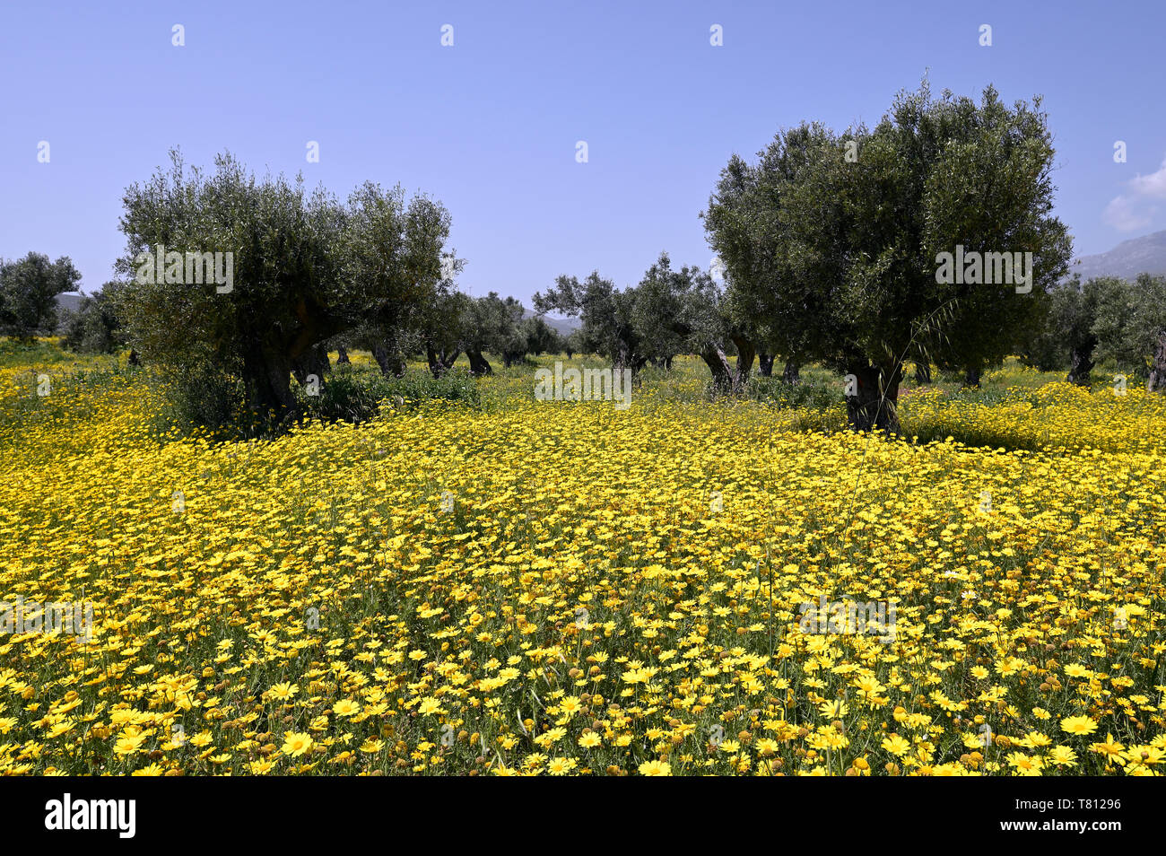 Olive crown hires stock photography and images Alamy
