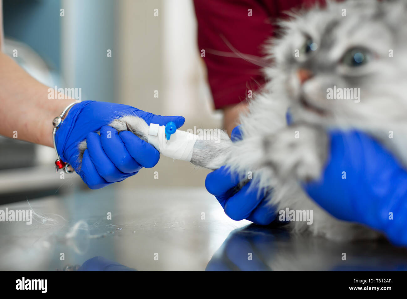 Vets put catheter cat before surgery procedure Stock Photo Alamy