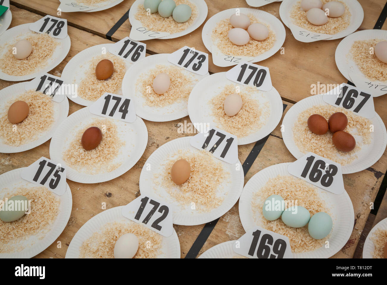 Plates of eggs on numbered paper plates laid out for judging at a country show for the Best Egg Competition Stock Photo