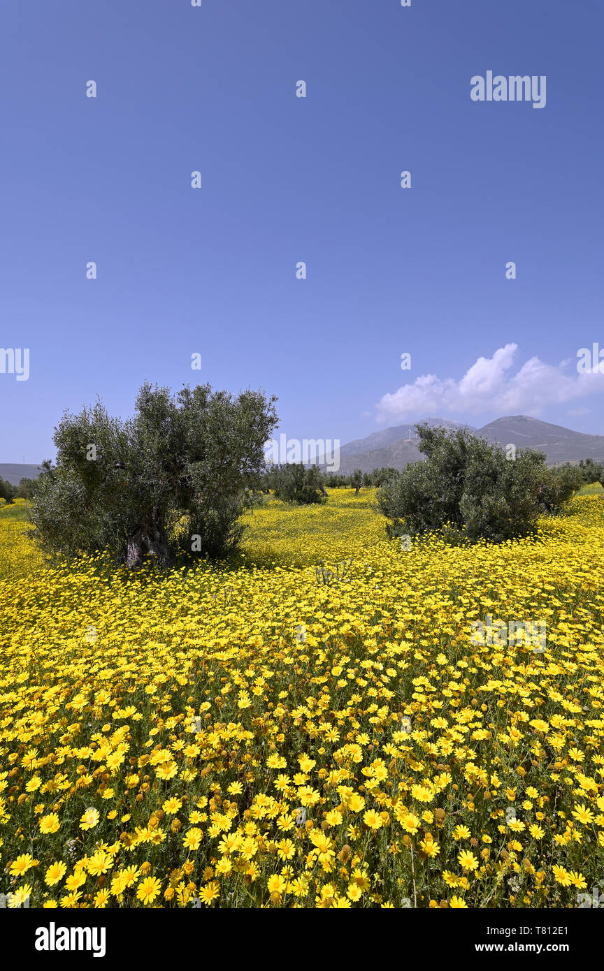 Olive crown hires stock photography and images Alamy