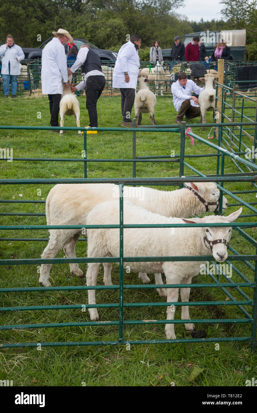Sheep judging at a country show. Stock Photo
