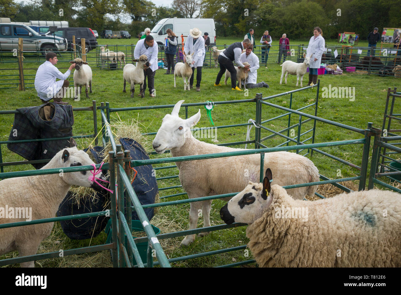 Sheep judging at a country show. Stock Photo