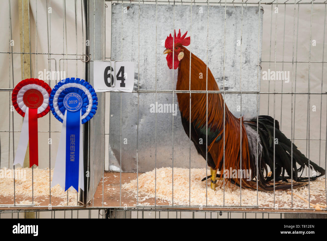 A prizewinning cockerel at a country show, winner of 'Best in Show'. Stock Photo