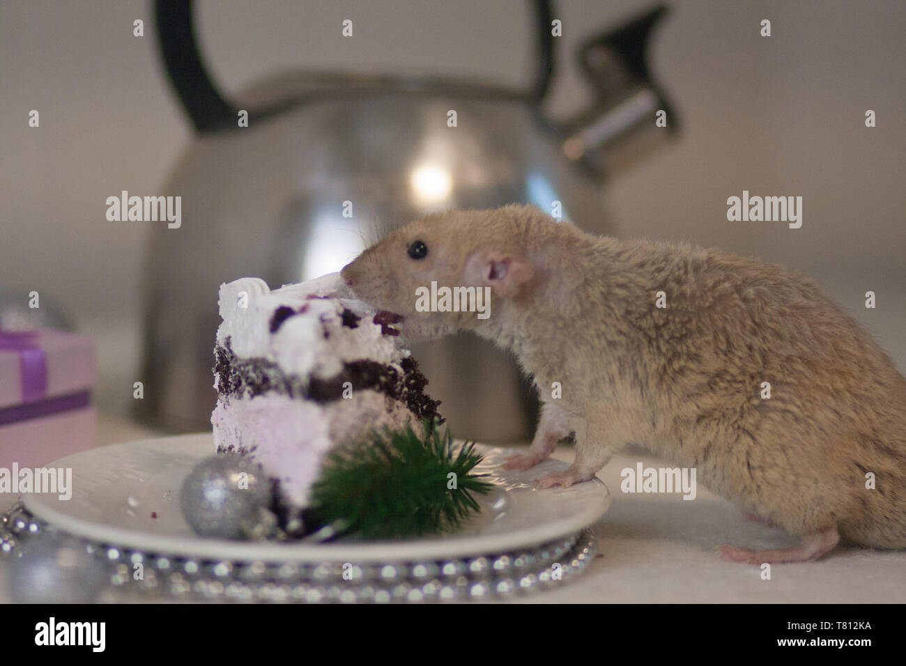 Concept treat for guests. Homemade food. Delicious sweets. Beige rat eat cake. Beige mouse on