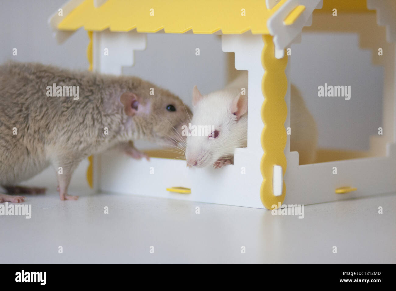 House concept for rats. House for animals. Pets. Decorative animals. White mouse and beige rat