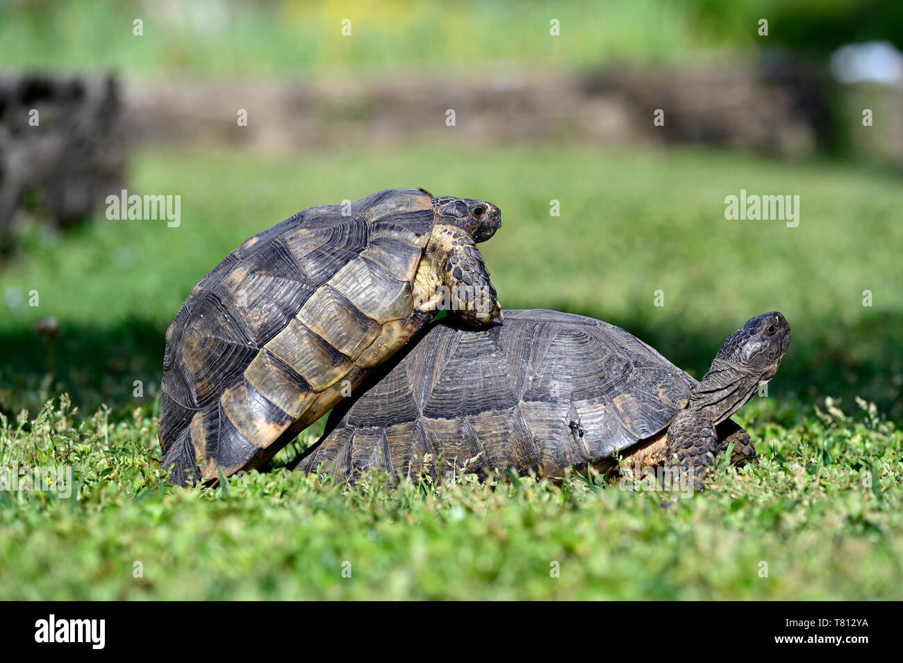 Turtles mating Stock Photo