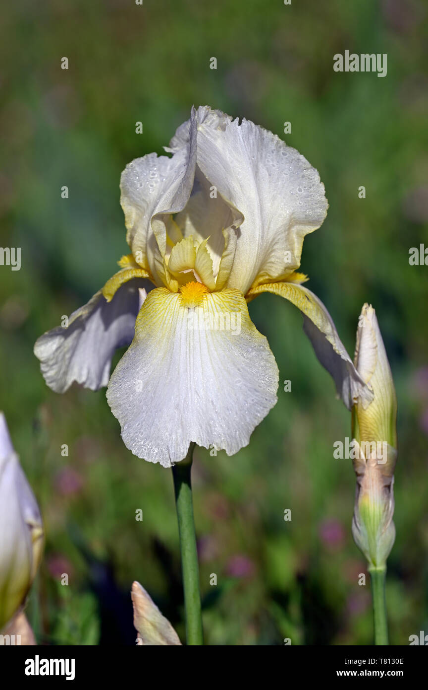 Yellow iris flower bud hires stock photography and images Alamy