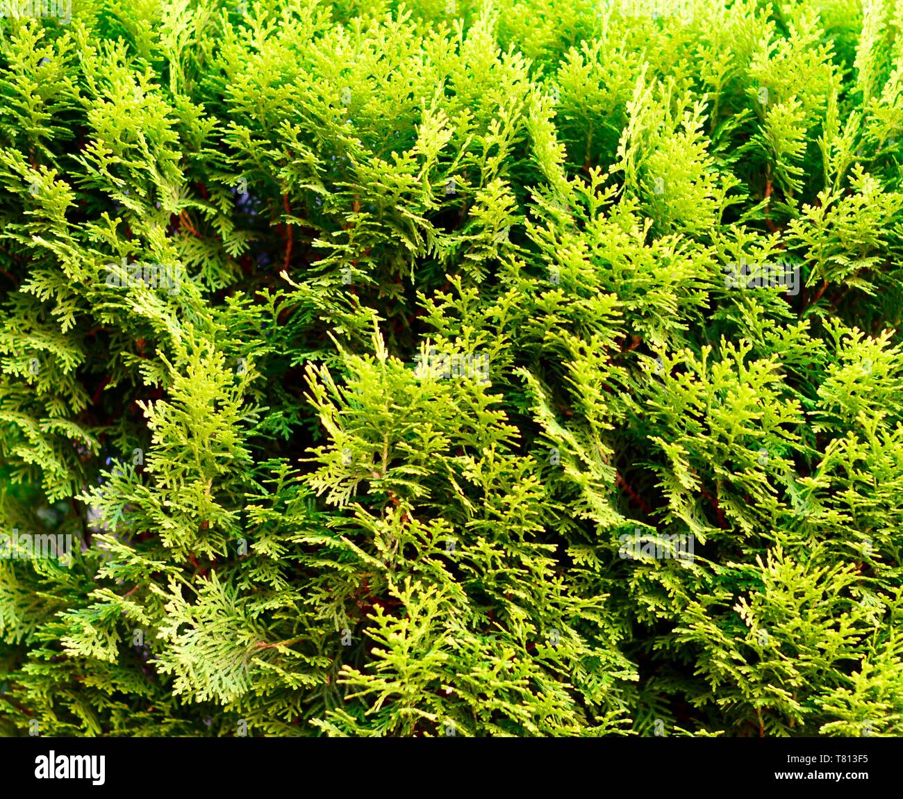 Arborvitae or Thuja plant background pine family Stock Photo