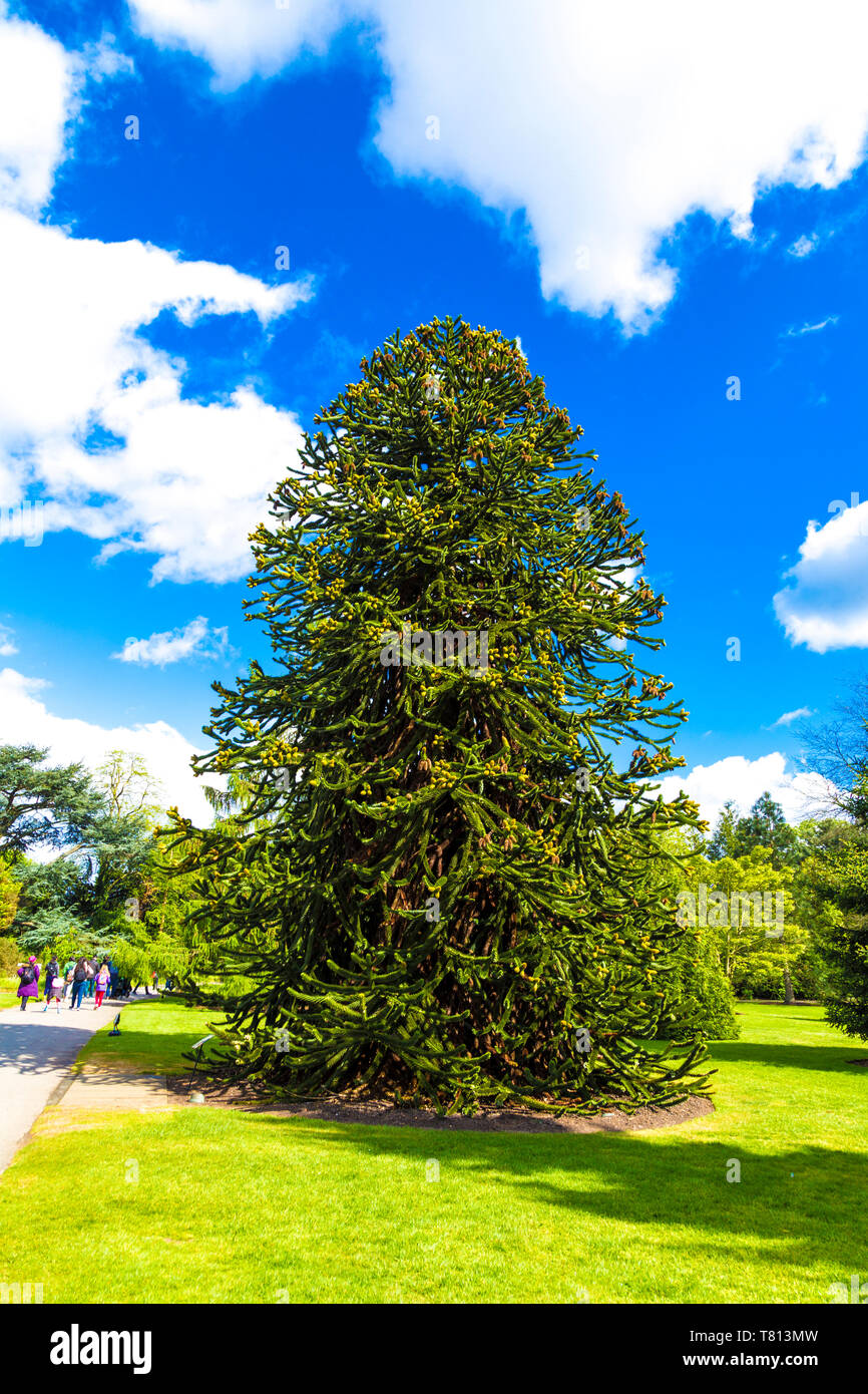 Monkey Puzzle Tree (Araucaria araucana) at Kew Gardens, London, UK Stock Photo