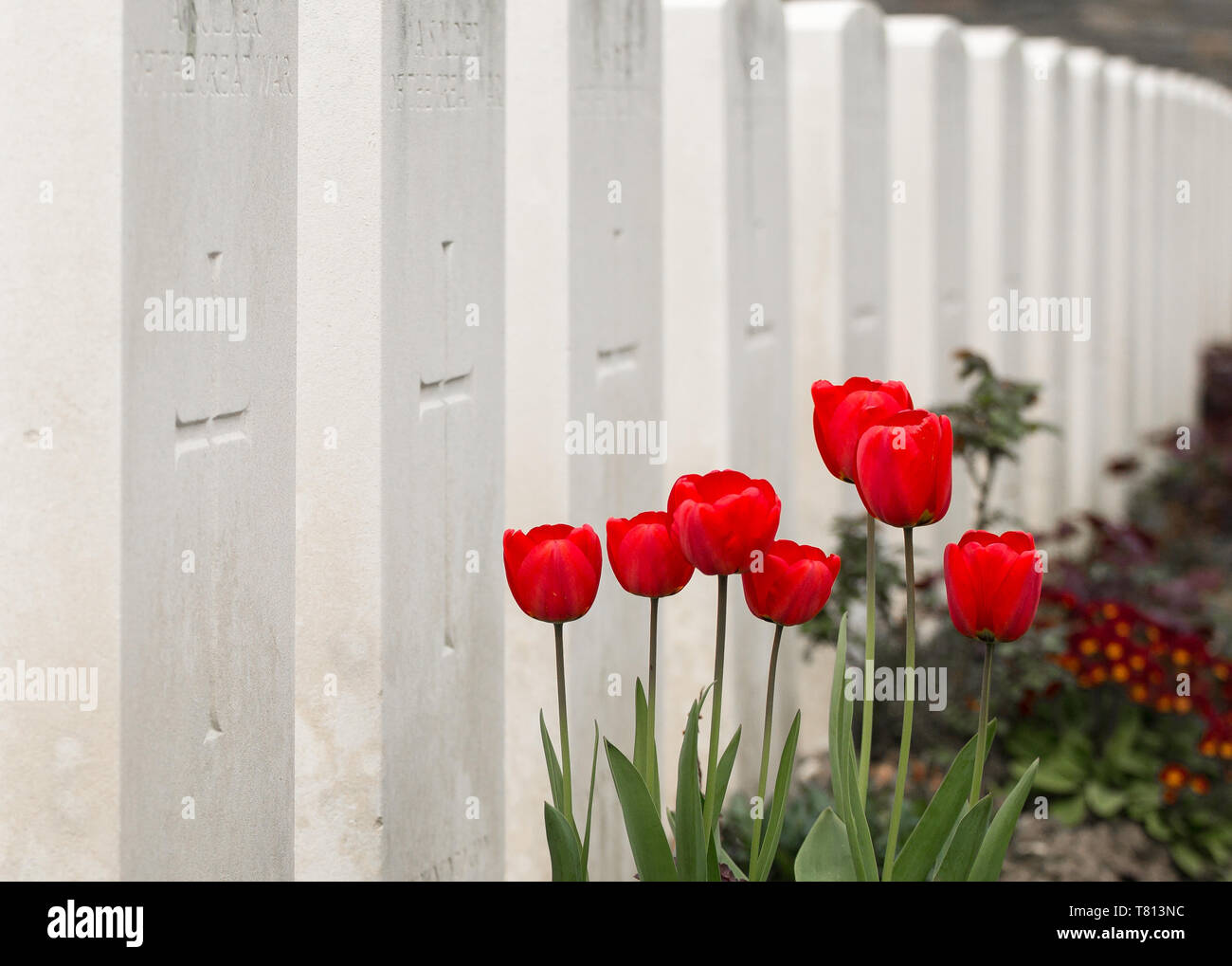 A cluster of blood-red tulips stand before white gravestones to in Hooge Crater Cemetery - a WWI burial site in the Ypres salient, Belgium. Stock Photo