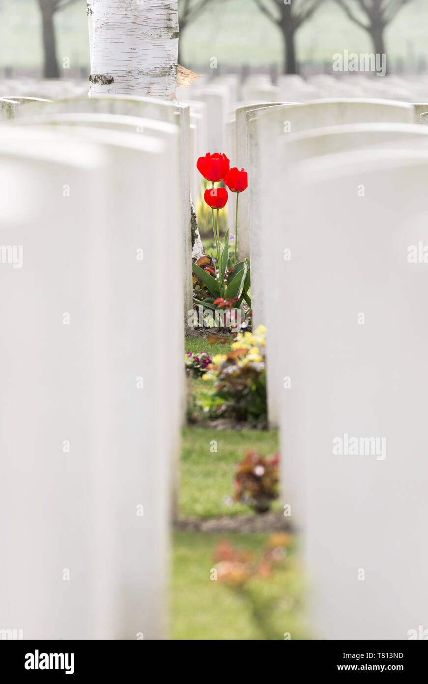 A small cluster of blood-red tulips through the white gravestones in Hooge Crater Cemetery - a WWI burial site in the Ypres salient, Belgium. Stock Photo