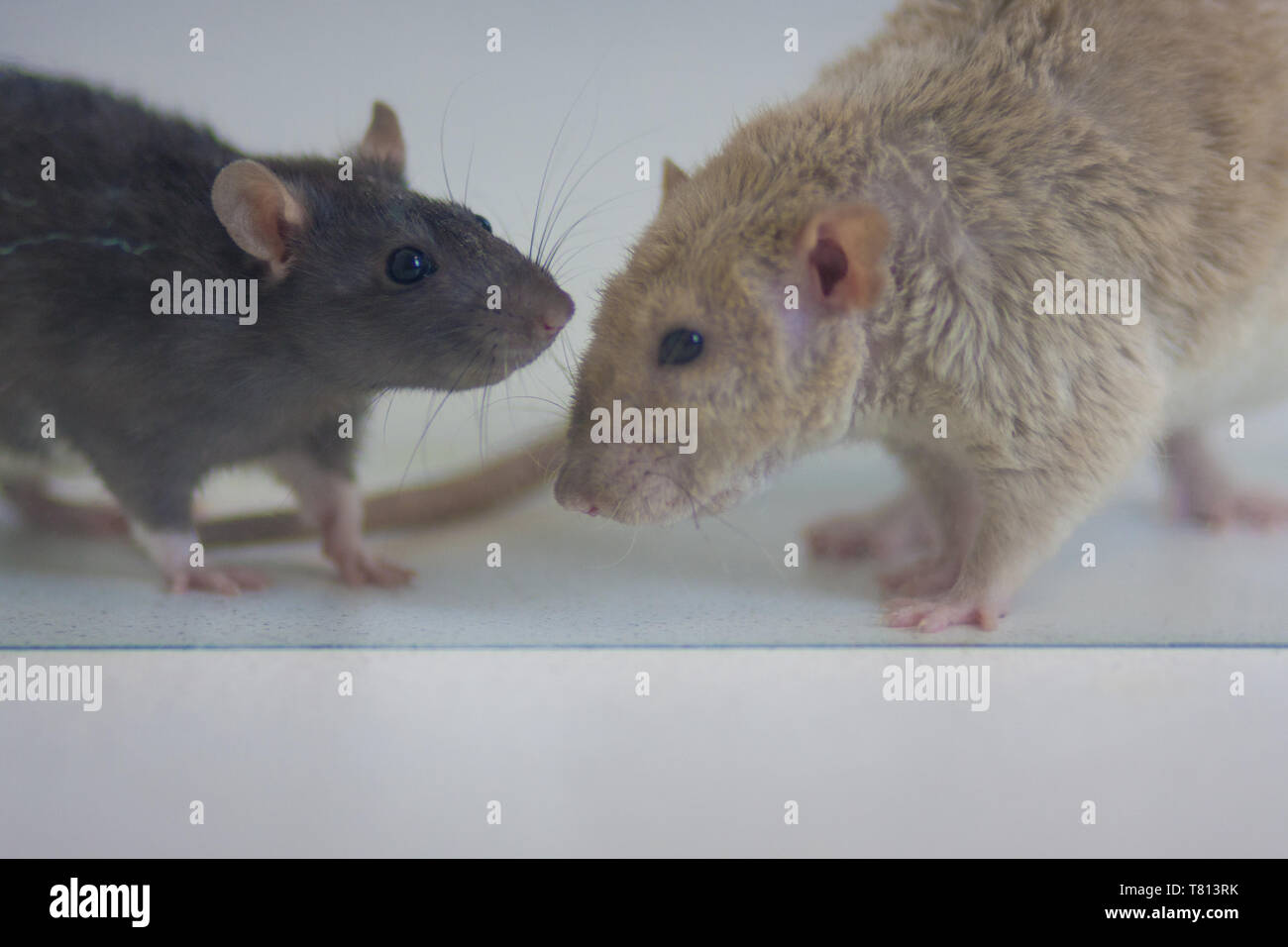 The concept of communication. Rats stand opposite each other. Two mice