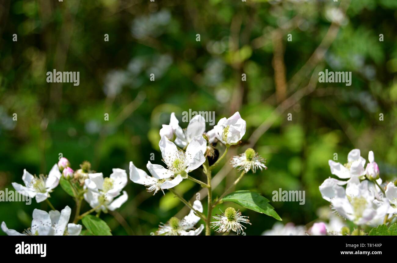 Blackberry flowers hires stock photography and images Alamy