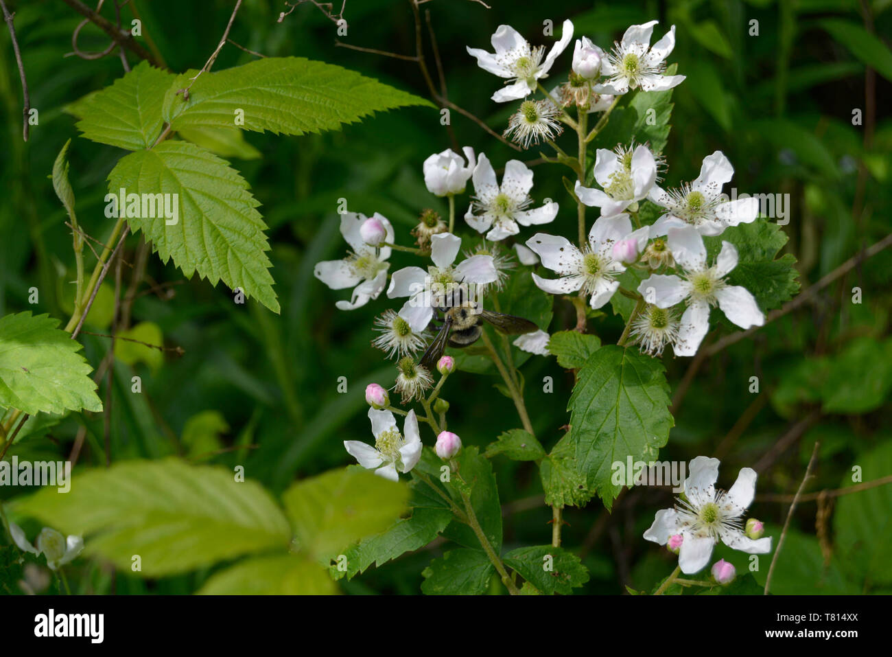 Closeup of a bumblebee on a black berry flower Stock Photo