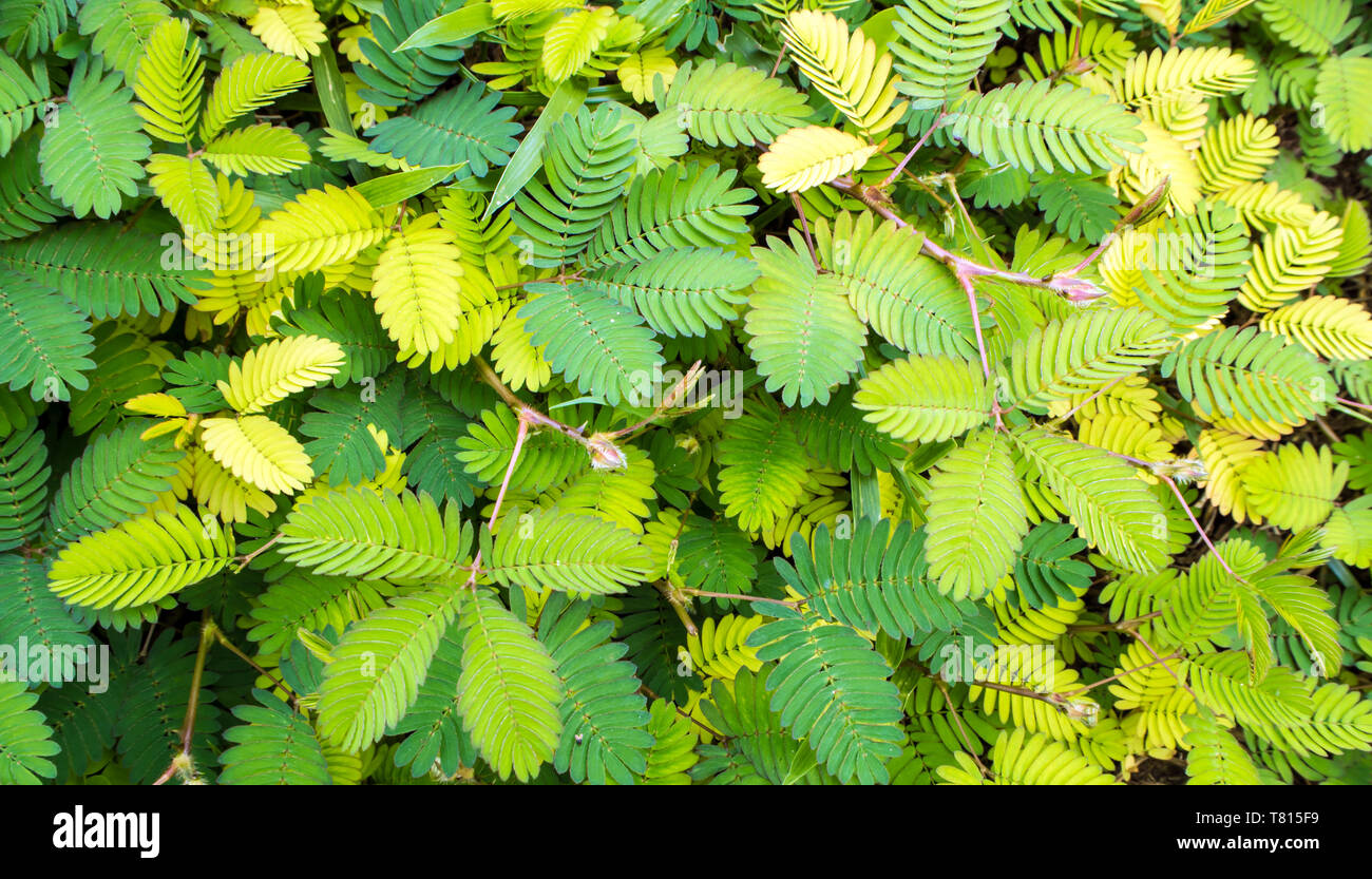 Leaves of Mimosa pudica sensitive plant, sleepy plant Stock Photo Alamy