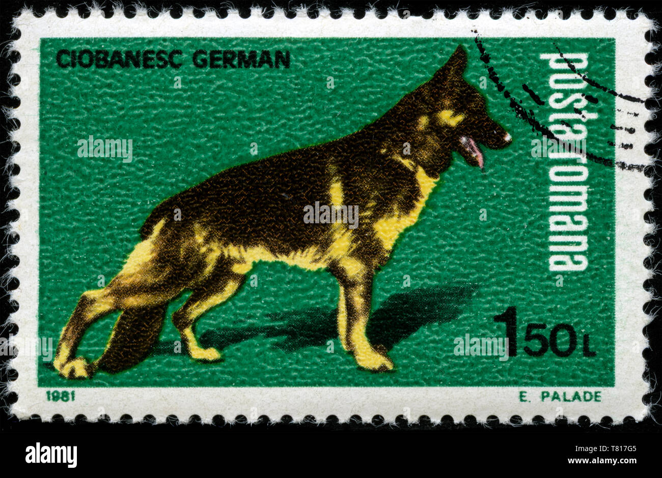 Postage stamp from Romania in the Dogs series issued in1981 Stock Photo