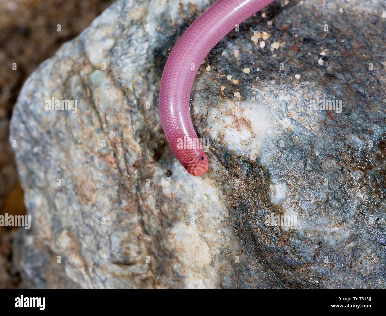 European worm snake or blind snake, Typhlops vermicularis, Bulgaria, April 2019 Stock Photo Alamy