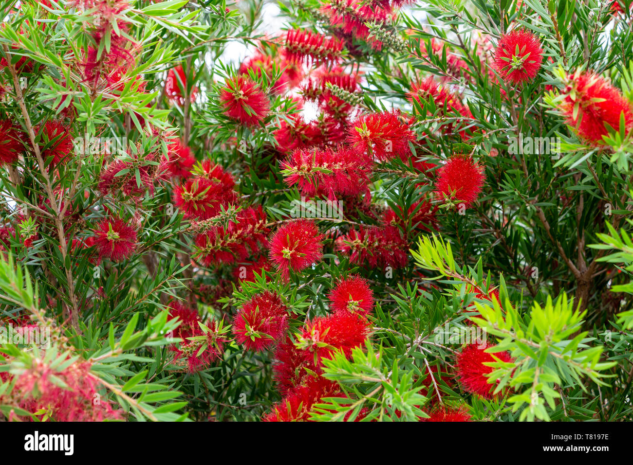 Bottlebrush plant (Callistemon) red flowers - Pembroke Pines, Florida, USA Stock Photo