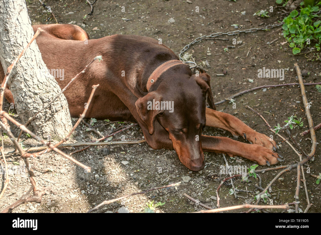 Young female brown Doberman with uncircumcised ears lying on a leash near the trunk of a tree, turned away resentfully Stock Photo
