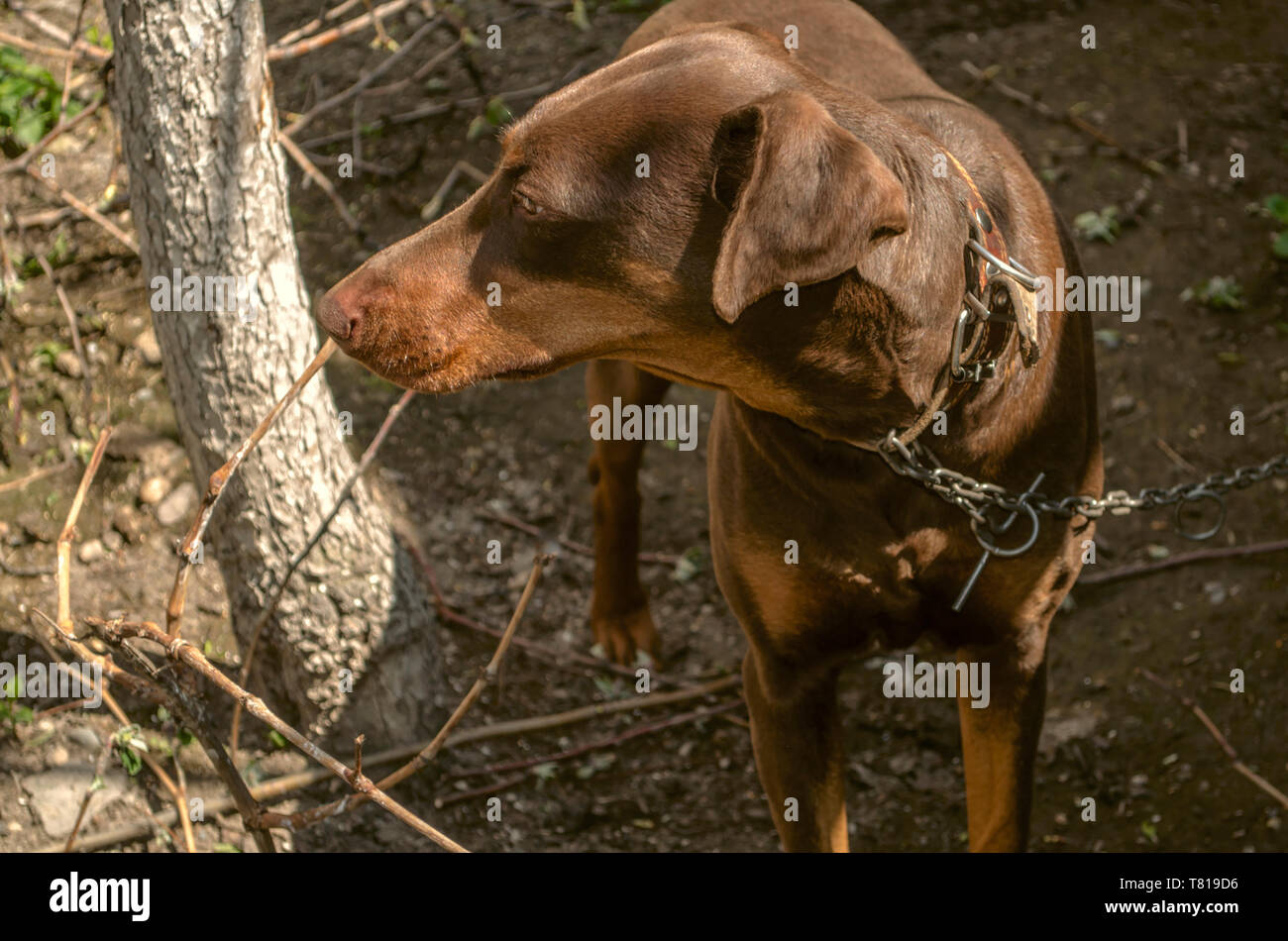 Young female brown Doberman with uncircumcised ears on a leash near the trunk of a tree watching what happens in the garden Stock Photo