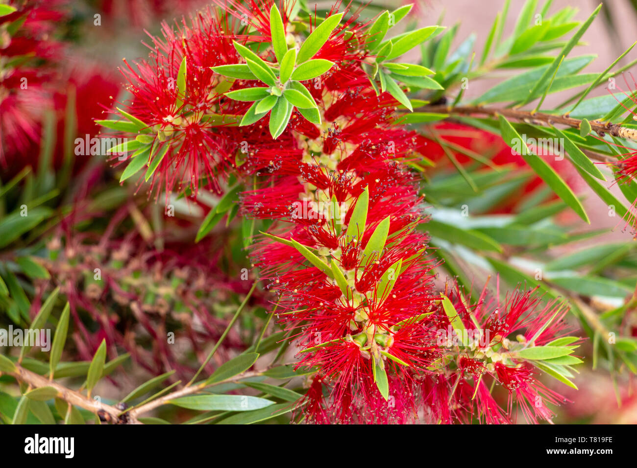 Bottlebrush plant (Callistemon) red flowers closeup - Pembroke Pines, Florida, USA Stock Photo