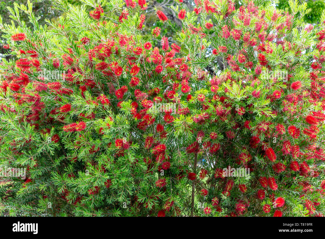 Bottlebrush plant (Callistemon) red flowers - Pembroke Pines, Florida, USA Stock Photo