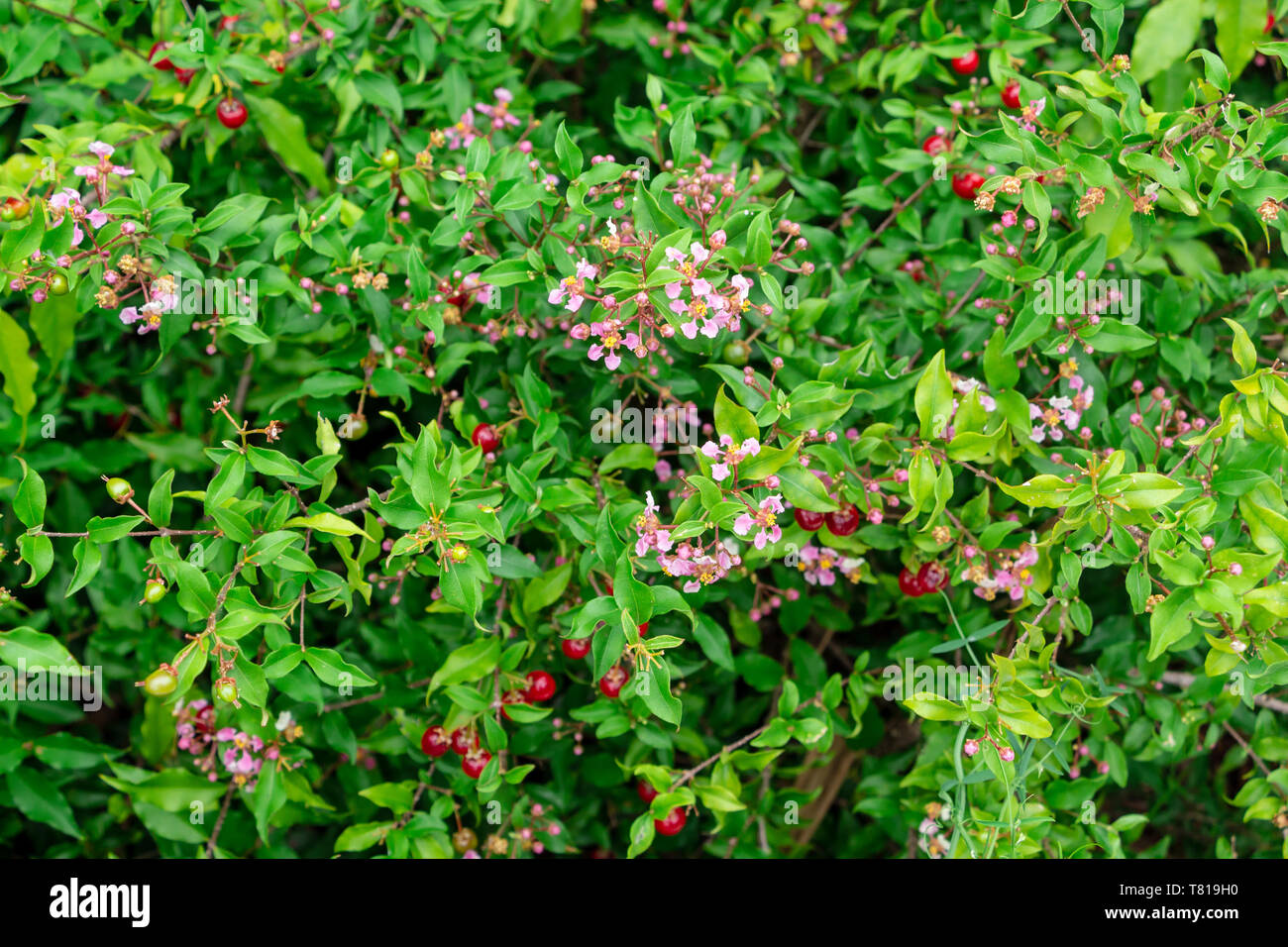 Barbados cherry a.k.a. wild crapemyrtle a.k.a. acerola (Malpighia glabra) with pink flowers and red berries - Davie, Florida, USA Stock Photo