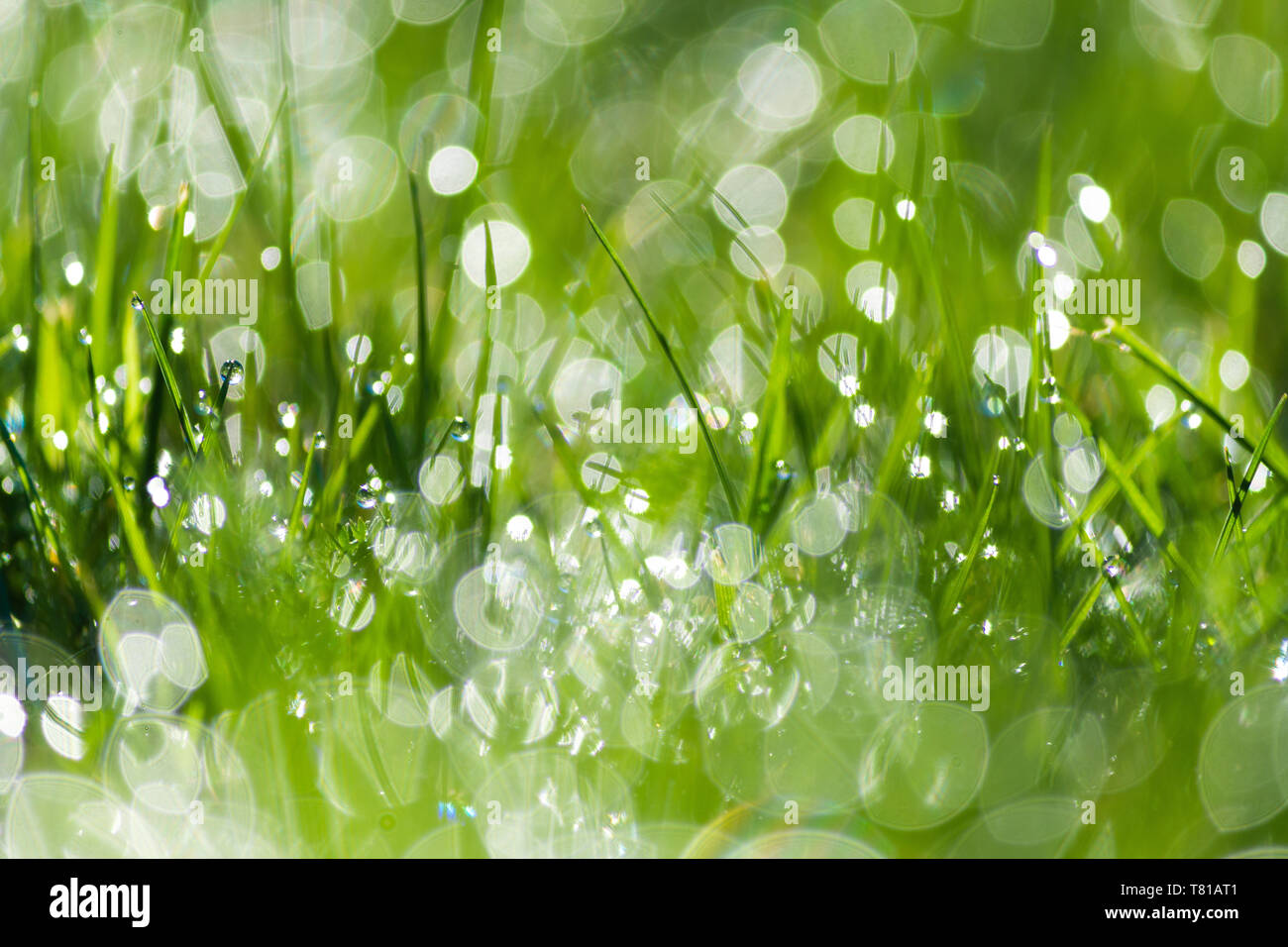 Grass background. Morning dew on grass. Out of focus light blurred  background. Close up of fresh green grass with water drops in the early  morning Stock Photo - Alamy