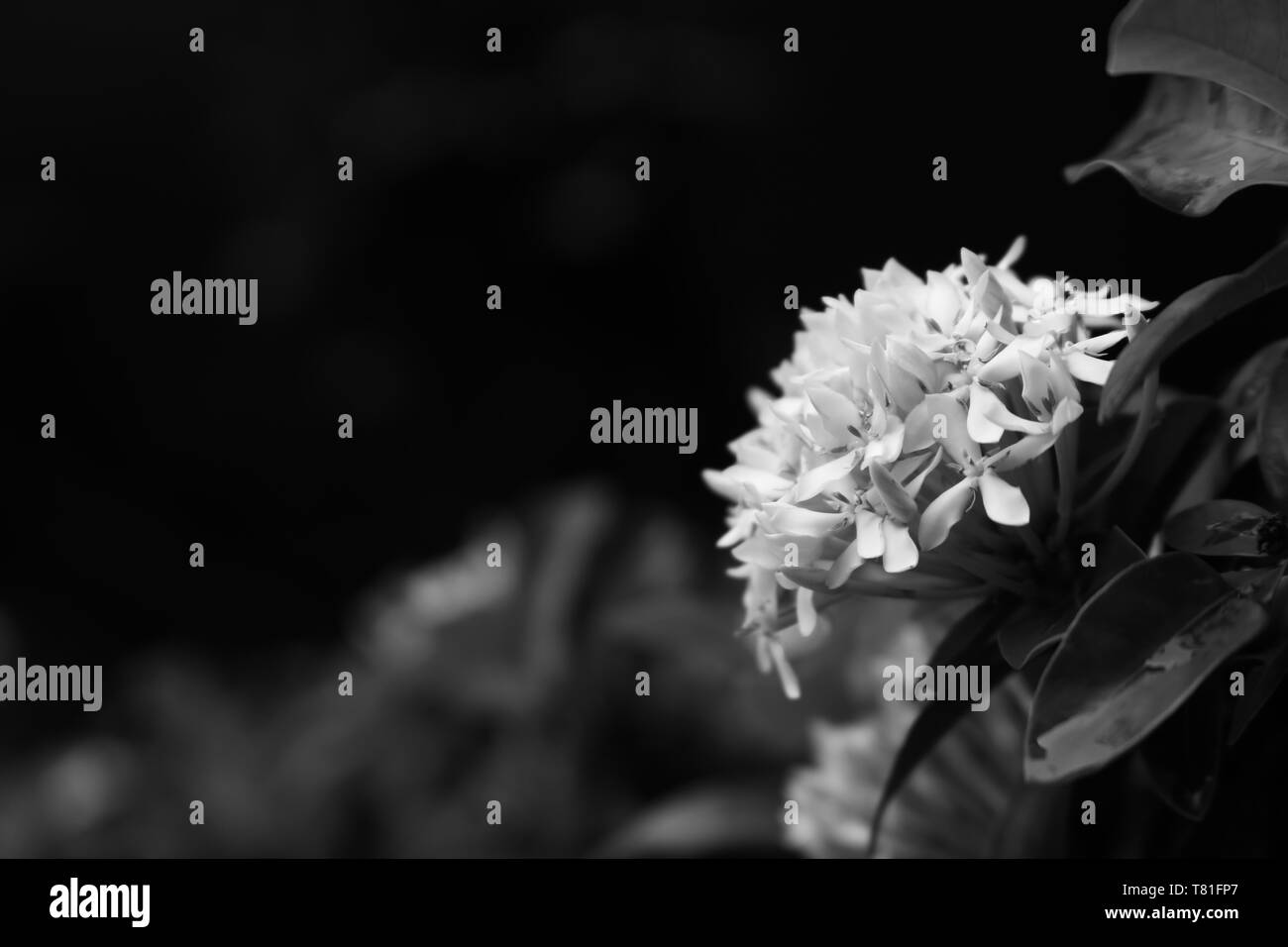 Closeup of white ixora blossom in garden, black and white image, selective focus Stock Photo