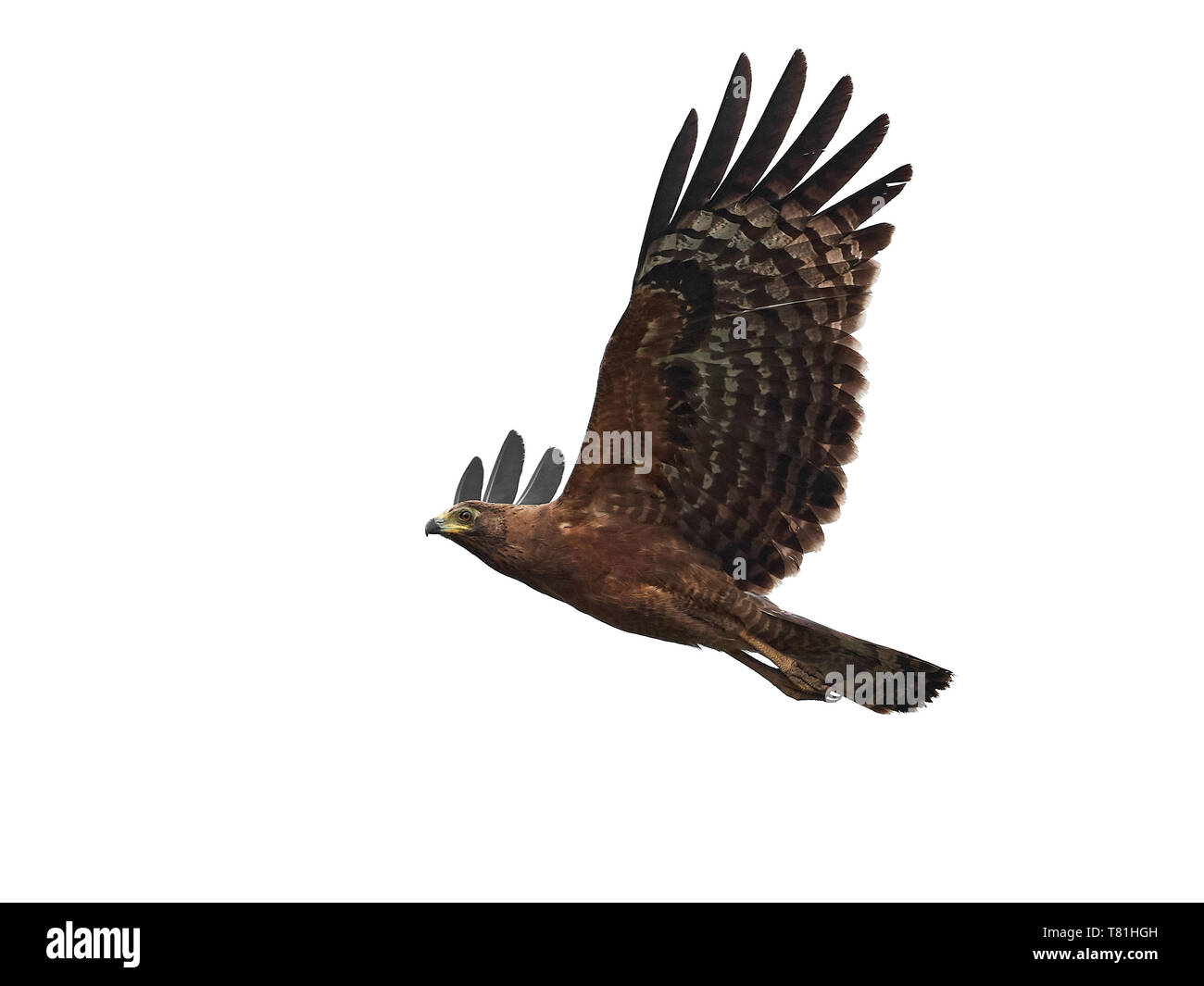 Juvenile african harrier hawk hi-res stock photography and images - Alamy