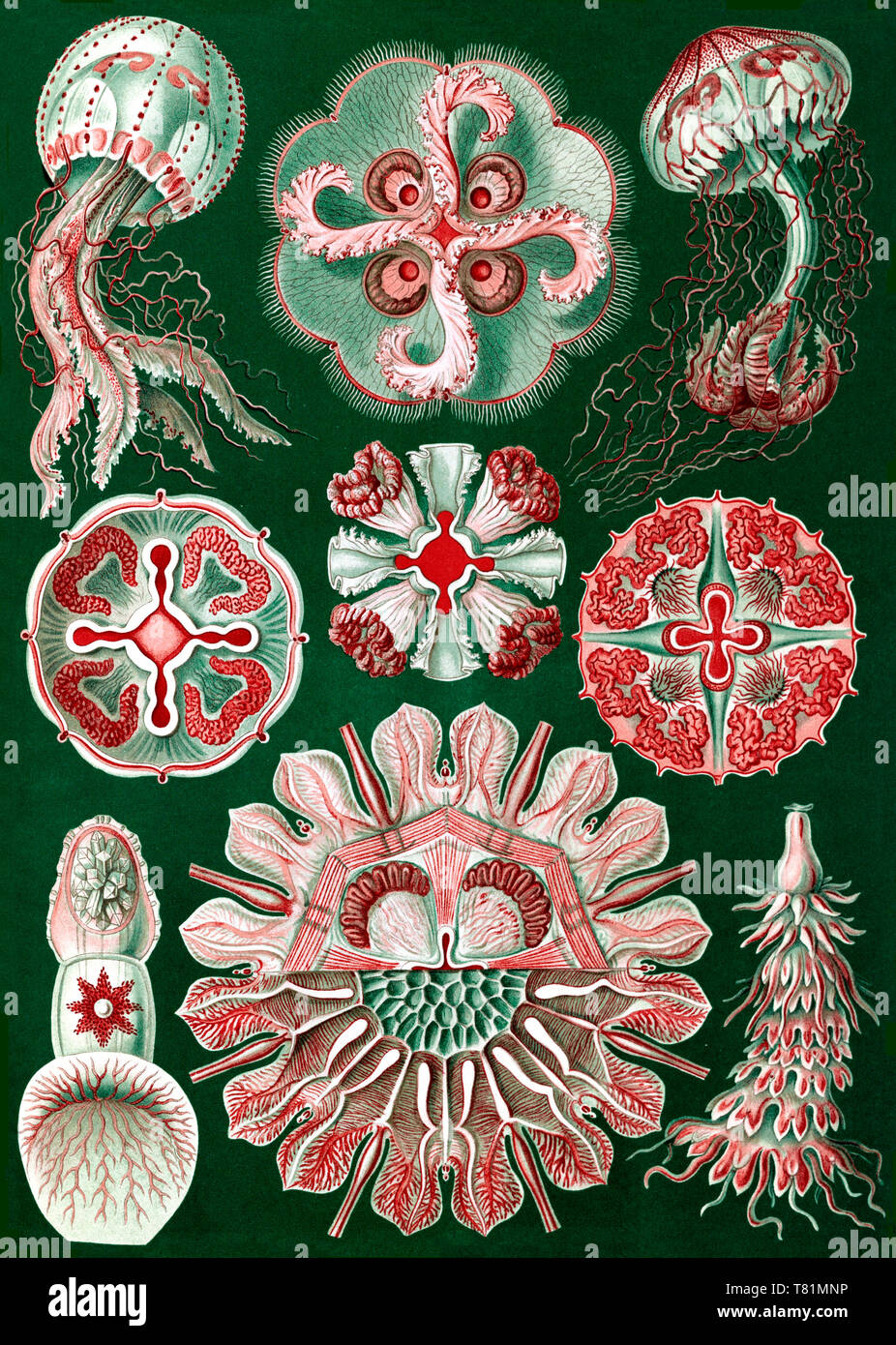 Ernst Haeckel Discomedusae Jellyfish Stock Photo Alamy