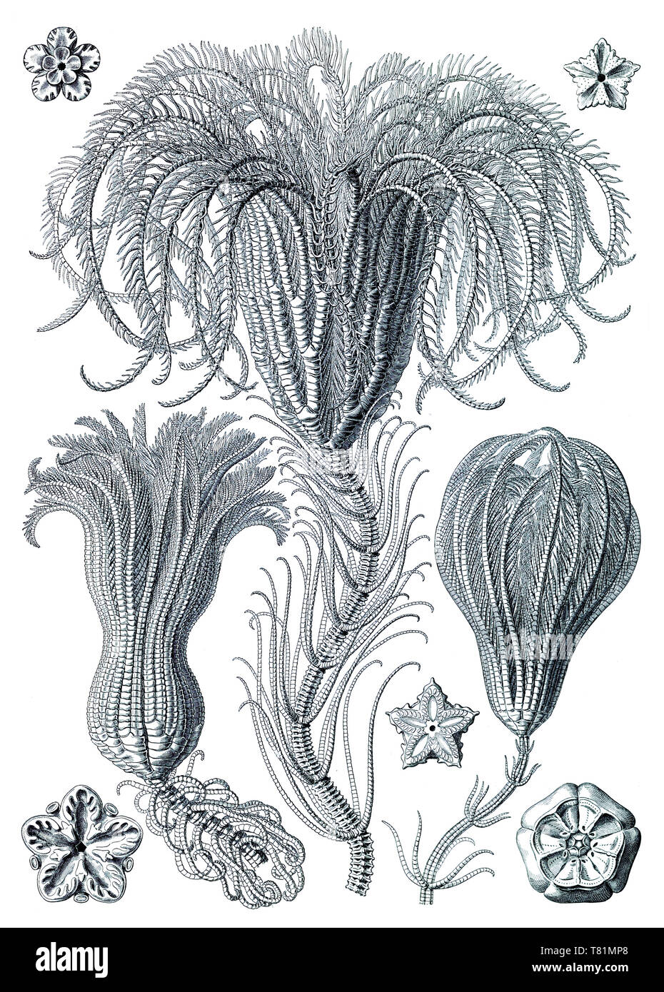 Ernst Haeckel, Crinoids, Sea Lilies Stock Photo