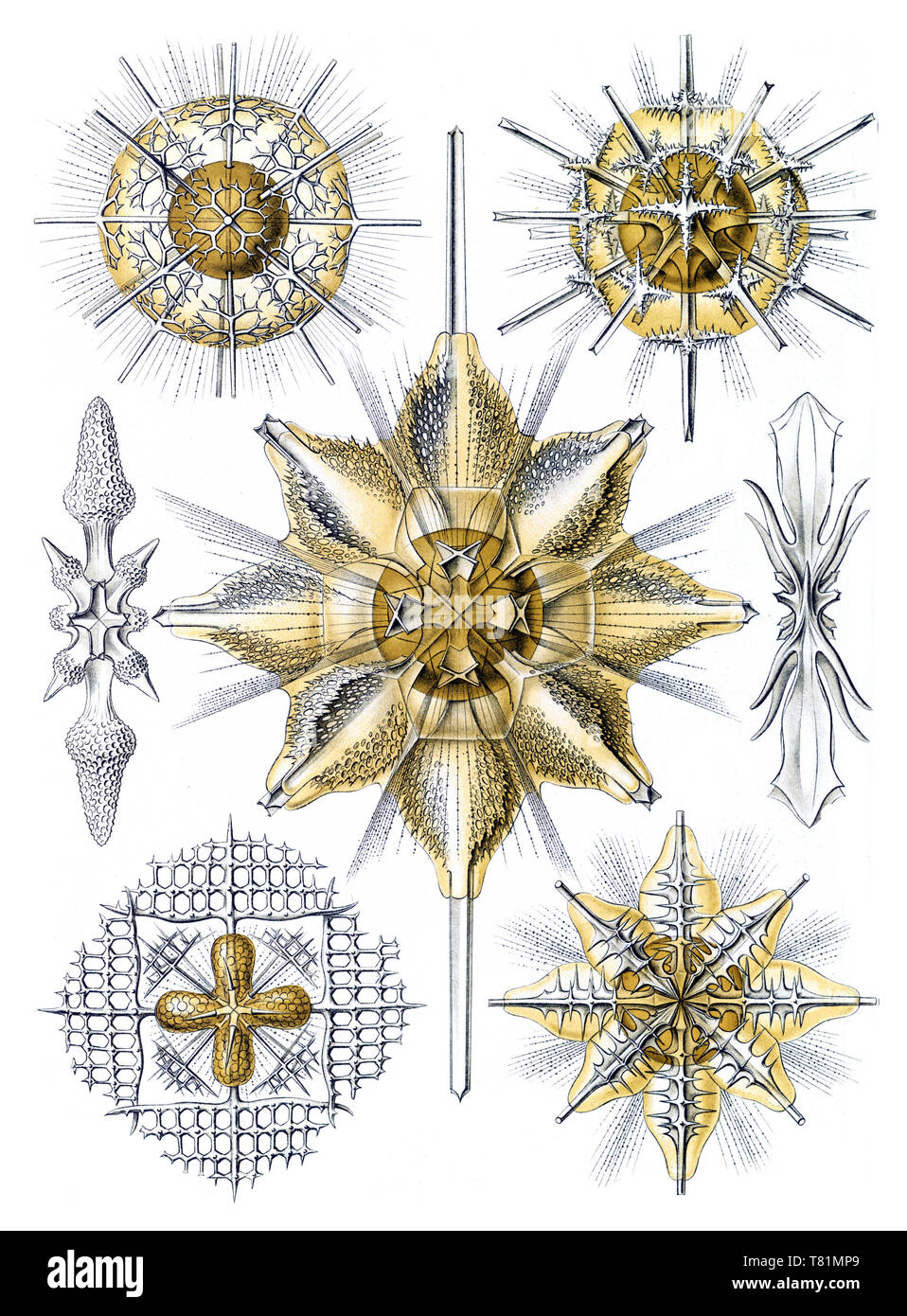 Ernst Haeckel, Acantharea, Radiolaria Stock Photo