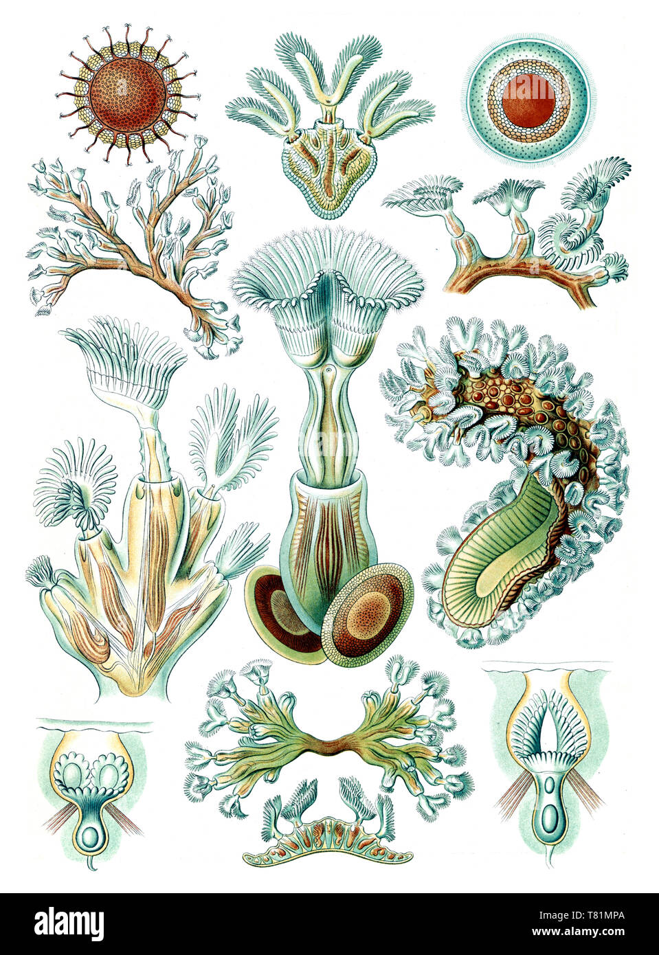 Ernst Haeckel, Bryozoa, Aquatic Invertebrates Stock Photo