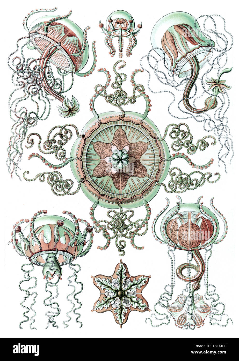 Ernst Haeckel, Trachymedusae, Freshwater Jellyfish Stock Photo - Alamy