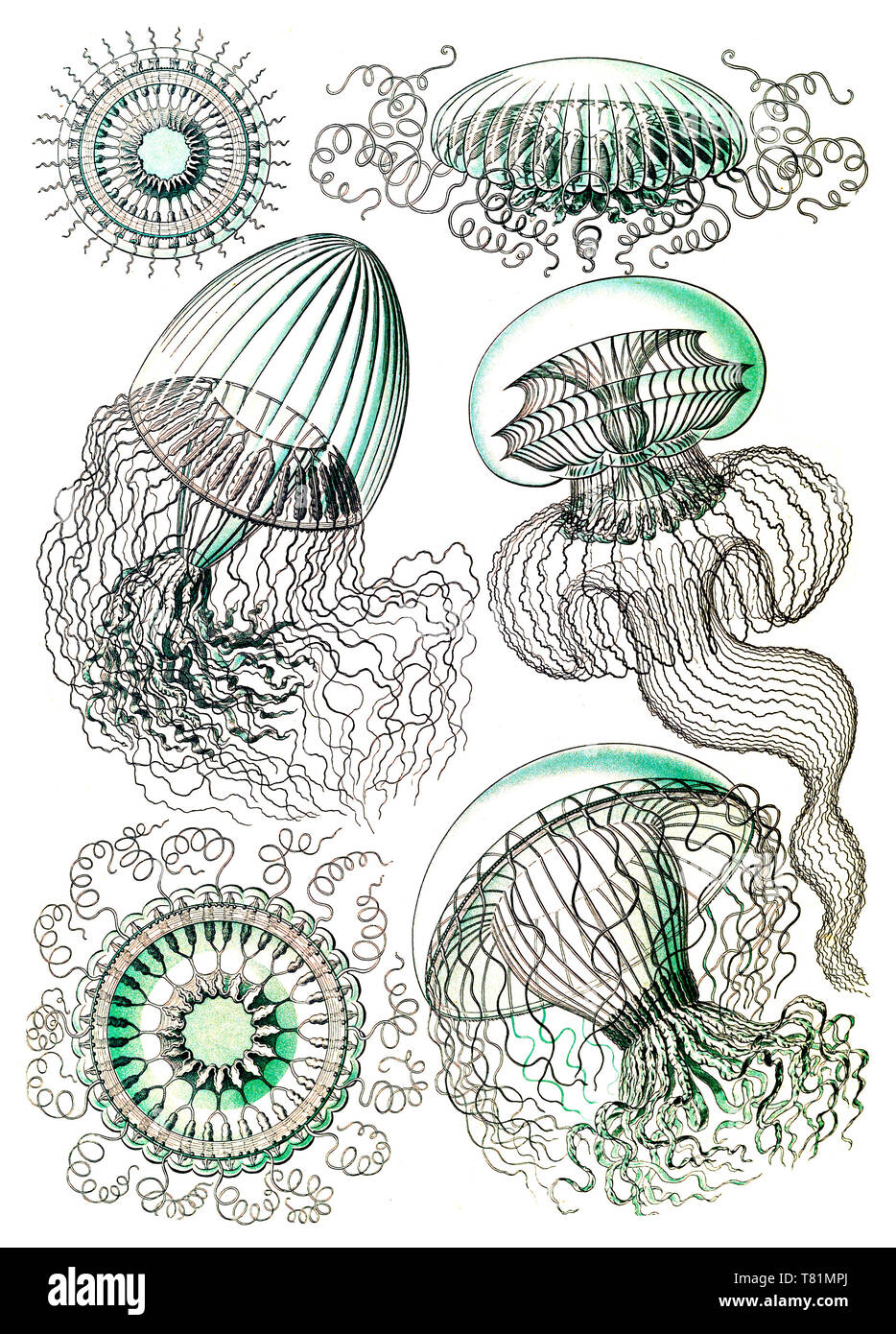 Ernst Haeckel, Leptothecata, Thecate Hydroids Stock Photo