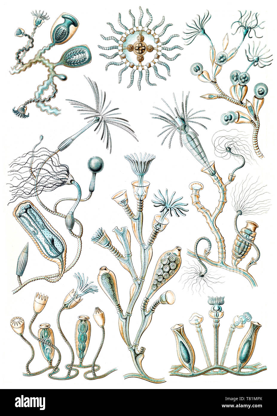 Ernst Haeckel, Hydroza Stock Photo