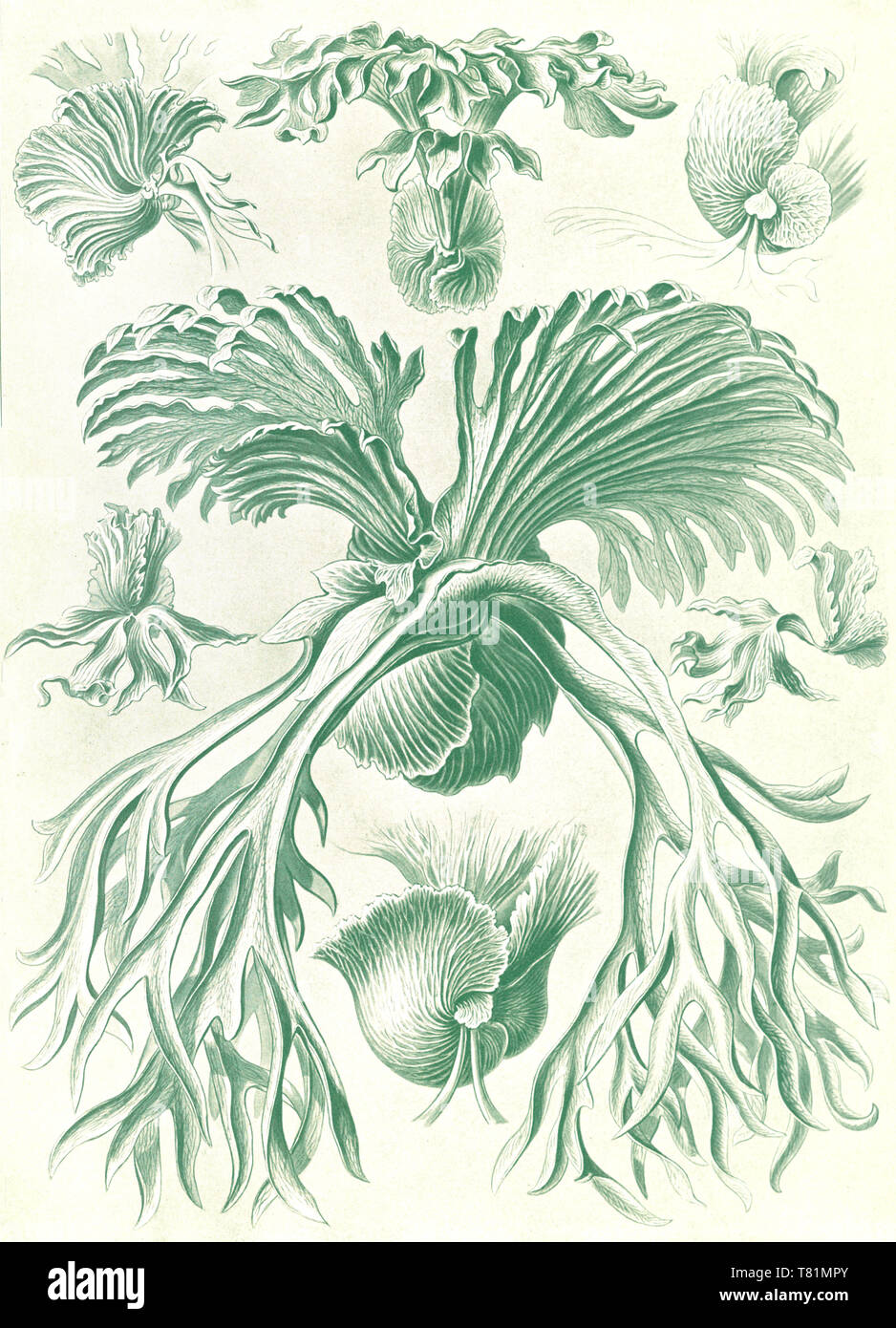 Ernst Haeckel, Polypodiopsida, Ferns Stock Photo