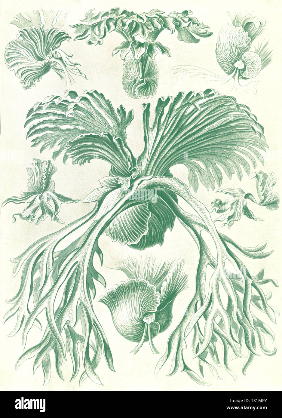 Ernst Haeckel Polypodiopsida Ferns Stock Photo Alamy