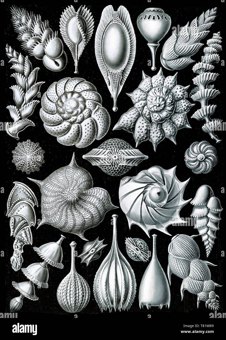 Ernst Haeckel, Foraminifera, Protists Stock Photo