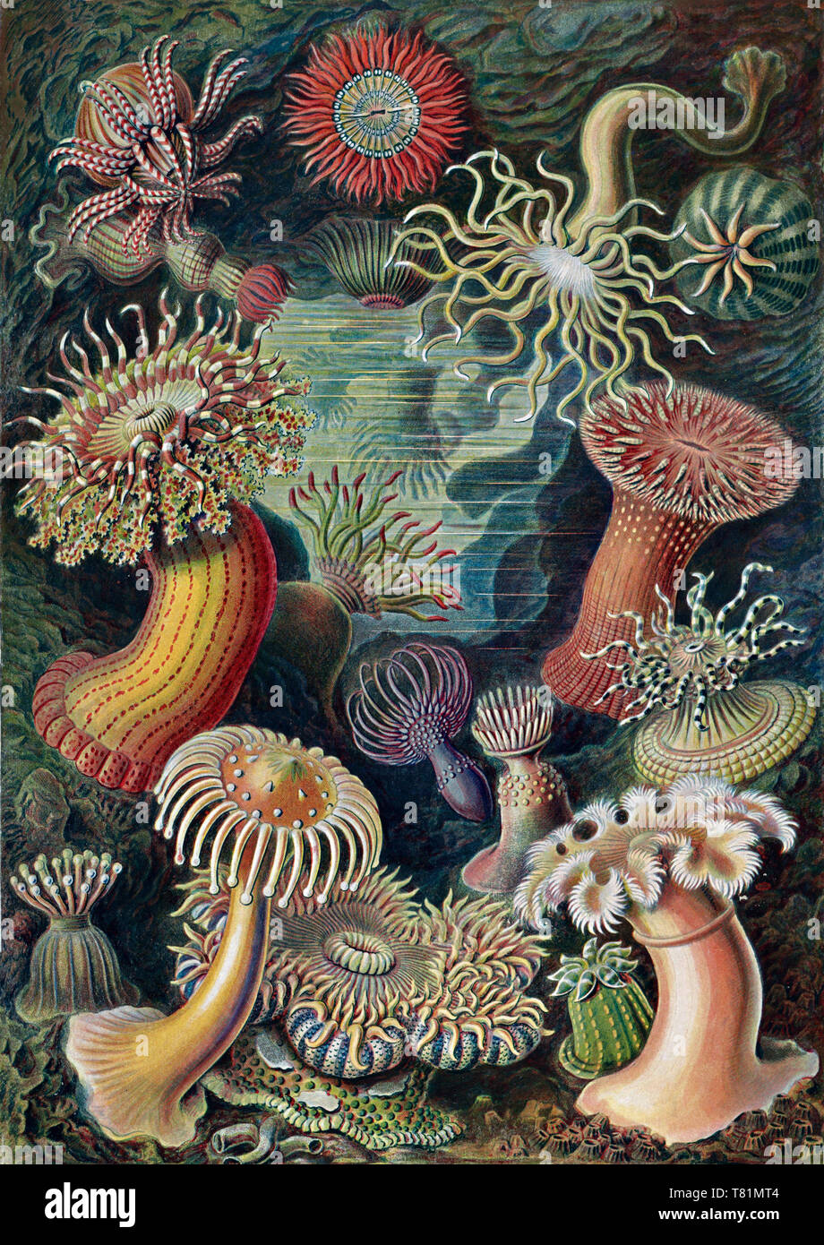 Ernst Haeckel, Actiniaria, Sea Anemones Stock Photo
