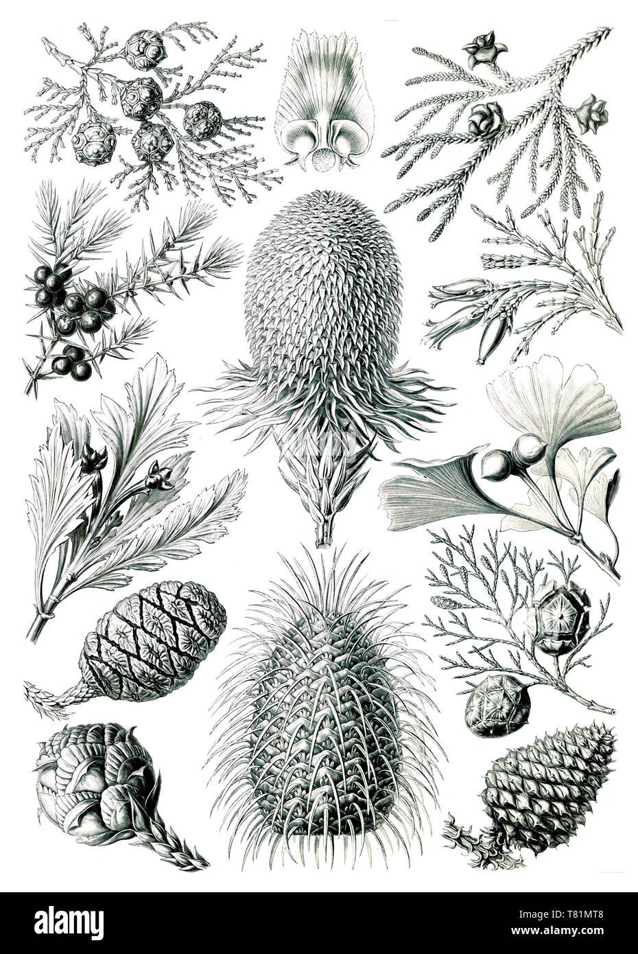 Ernst Haeckel, Pinophyta, Conifers Stock Photo