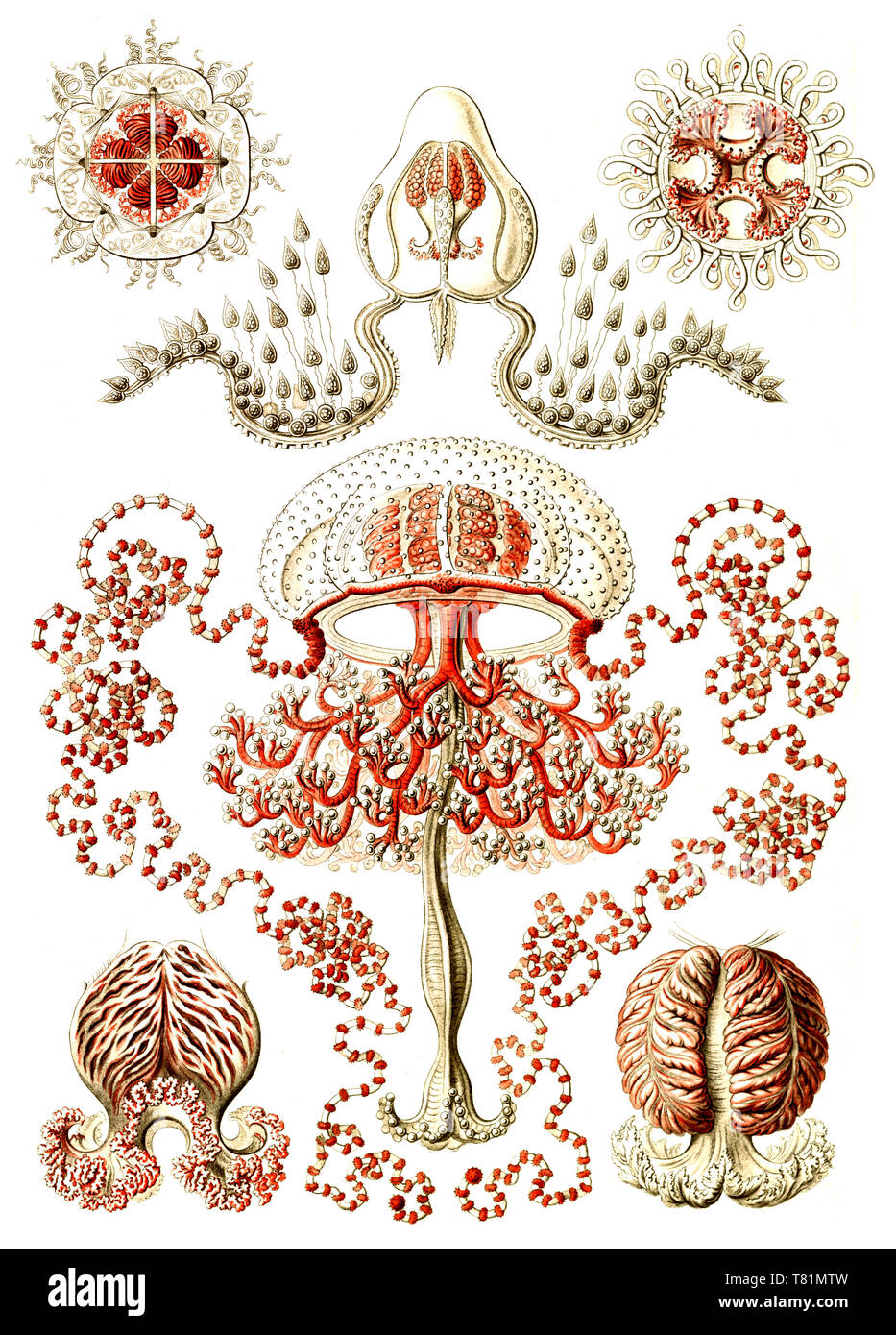 Ernst Haeckel, Anthoathecata, Hydrozoa Stock Photo